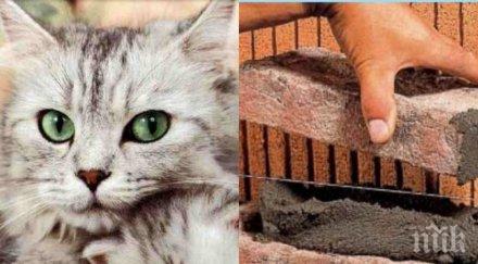 ужас бургас садист зазижда живи котки обрича бавна ужасна смърт