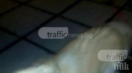 жестокост семейство изхвърли кучето колата магазин пирдоп