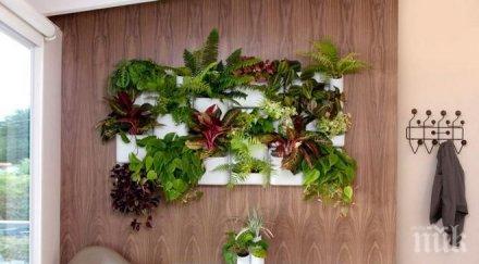 имате календар растения дома поставени правилно щастие мир дома