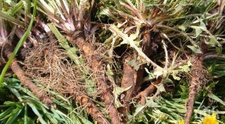 едно листо билка спаси живота една минута хора знаят използват