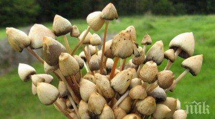 ученици катерят витоша весели гъби новият хит измества марихуаната предизвиква вълшебни халюцинации