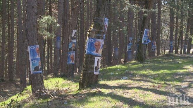 Избори по български! Партии закичиха гората край Джебел с плакати 