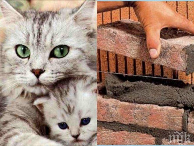 УЖАС в Бургас! Садист зазижда живи котки, обрича ги на бавна и ужасна смърт 