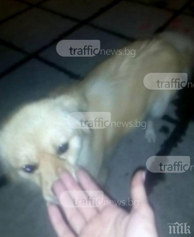 Жестокост! Семейство изхвърли кучето си през колата пред магазин в Пирдоп