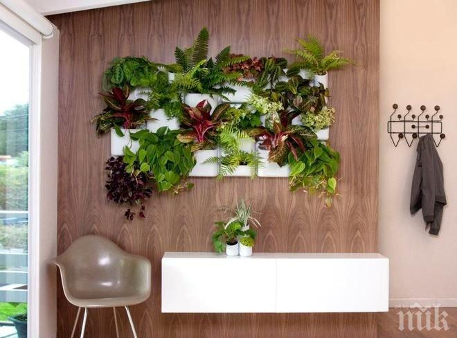 Имате календар и растения у дома? Ето как трябва да са поставени правилно за щастие и мир в дома