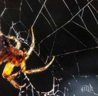 НАУЧЕН ПРОБИВ! Отровата на фуниеобразните паяци спасява живот след инсулт