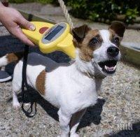 Столична община започва кампания по безплатно чипиране и кастриране на домашните кучета