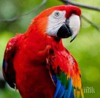 ШОК! Наркозависими папагали се друсат в Индия 