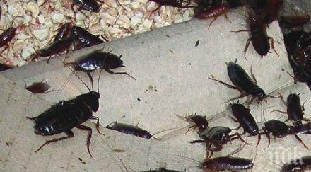 гадост хлебарки налазиха супермаркет пловдив снимки