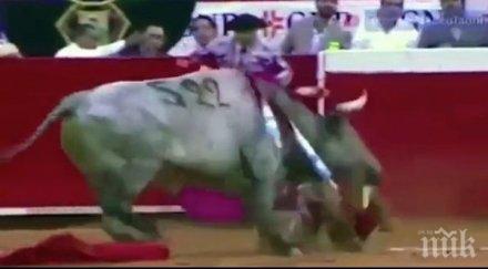 разярен бик разпра корема тореадор видео