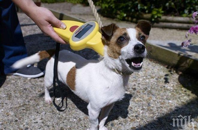 Столична община започва кампания по безплатно чипиране и кастриране на домашните кучета