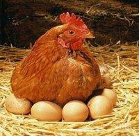 НАЙ-СЕТНЕ! Британски учени дадоха отговор на вечния въпрос: Кое е първо-кокошката или яйцето? 