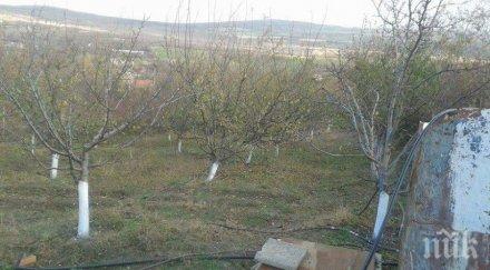 неизвестен посече 149 сини сливи