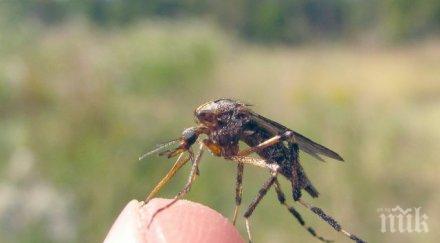 нож пловдив започва война комарите