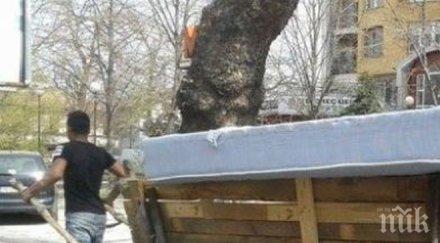 каруца теглена деца шашна пловдивчани снимки