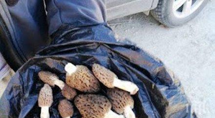 юруш гъбите смолян селата берат смръчкула лева кило