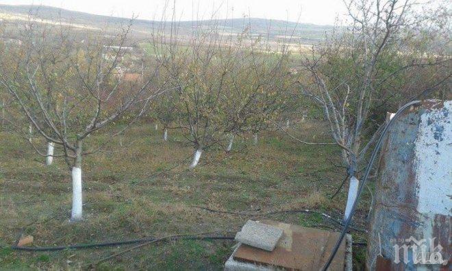 Неизвестен посече 149 сини сливи
