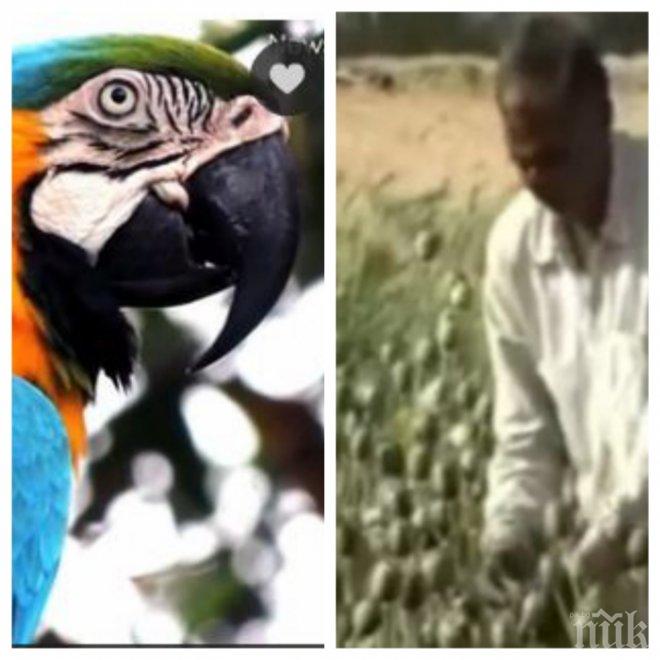 УЖАС:Папагали-наркомани крадат опиум от производители