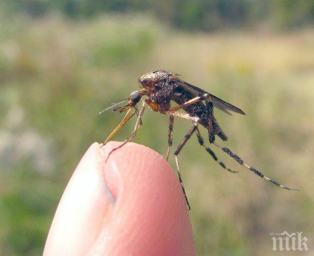 На нож! Пловдив започва война с комарите