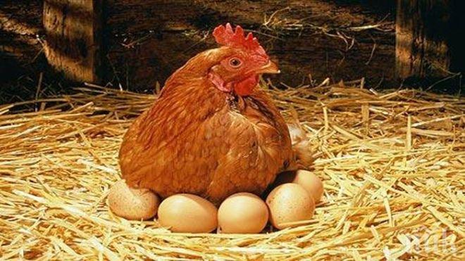 НАЙ-СЕТНЕ! Британски учени дадоха отговор на вечния въпрос: Кое е първо-кокошката или яйцето? 
