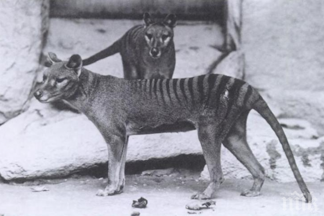 НЕВЕРОЯТНО:В Австралия са видели тасманийски тигър, изчезнал преди 80 години