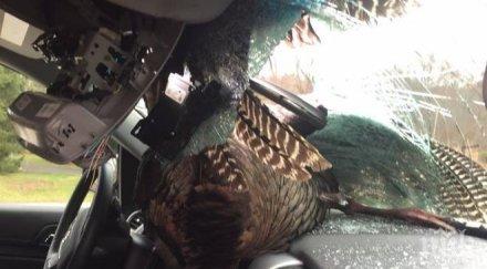 шаш килограмова пуйка пикира предното стъкло джип снимки