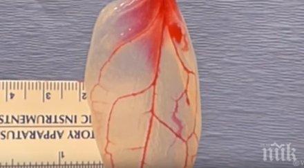 пробив науката учени превърнаха спанак туптяща човешка сърдечна тъкан видео