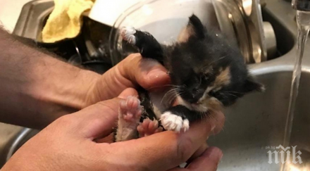 погледни направи човек къщата името едно котенце хората направят