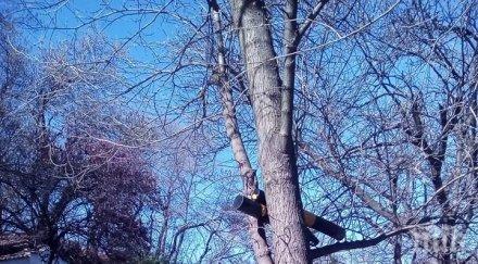 вандали изкъртени антипаркинг колчета кацнаха дърво пловдив