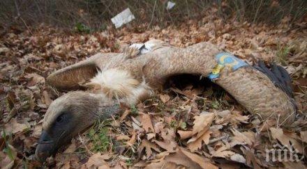 мор отрови убиват редките птици кресненското дефиле