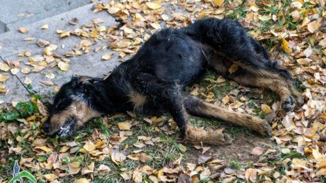 Жестокост! Кучета в Бургас умират в ужасни мъки от отровни хапки (СНИМКА 18+)