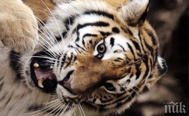 Откриха редки тигри в Тайланд 