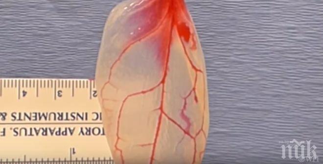 ПРОБИВ В НАУКАТА! Учени превърнаха спанак в туптяща човешка сърдечна тъкан (ВИДЕО)