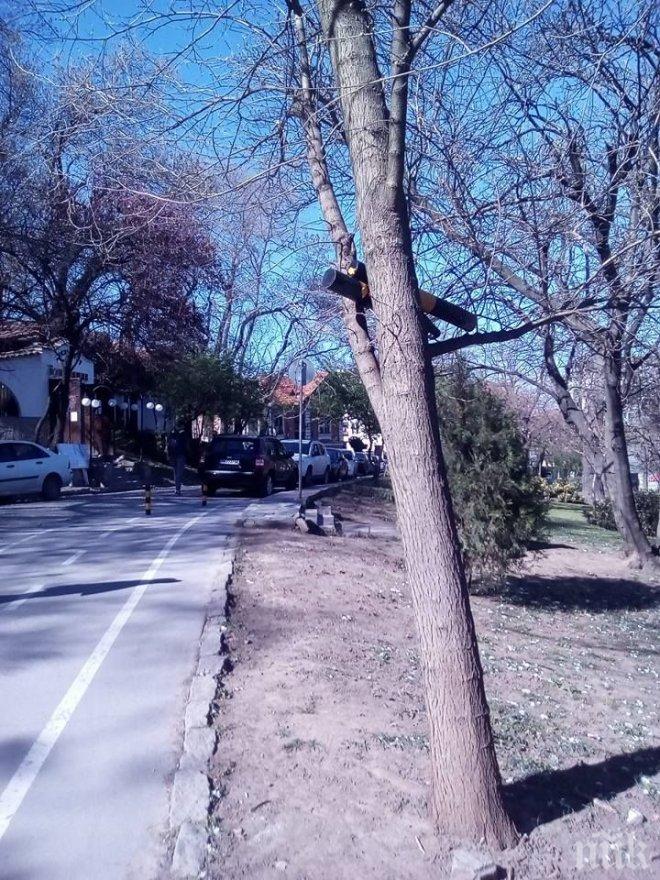 Вандали! Изкъртени антипаркинг колчета кацнаха на дърво в Пловдив 