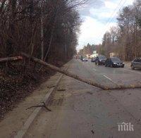 Празник вместо протест срещу лошите пътища направиха хората в Павликени и Левски