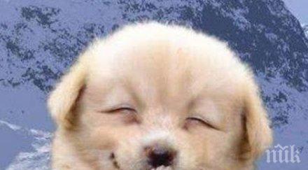 сте луд говорите колата