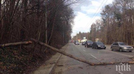 празник вместо протест лошите пътища направиха хората павликени левски