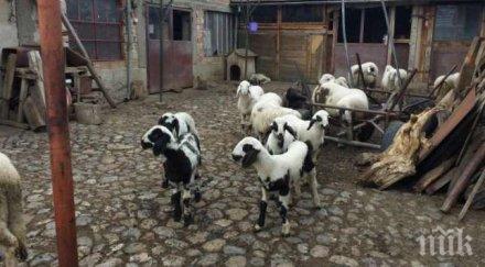 жестокост великден апаши пребиха овчар вземат агнетата