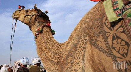 270 000 долара камила дават саудитска арабия