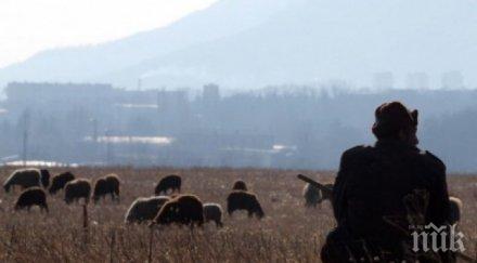 мъст пастирът козаново убит заради загубени овце