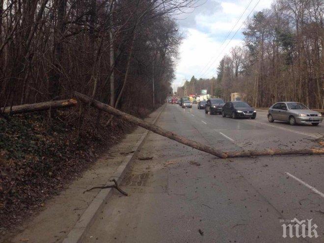 Празник вместо протест срещу лошите пътища направиха хората в Павликени и Левски