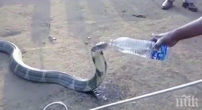 Невероятно! Умираща от жажда кобра потърси помощ от хората (ВИДЕО)