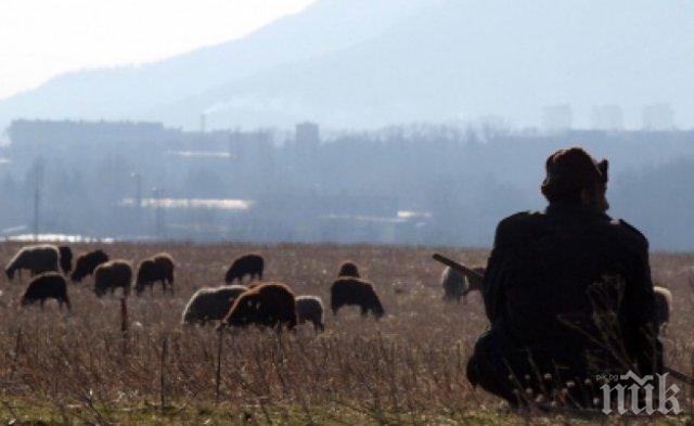 МЪСТ! Пастирът в Козаново убит заради 2 загубени овце