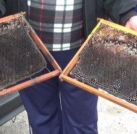 Пчелар изплака: Медът край Пловдив става на гипс заради праха, кошерите мрат