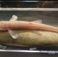 УНИКАЛНО! Откриха първата пещерна риба в Европа