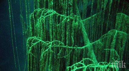 милиона декара гори създадени последните 100 години българия