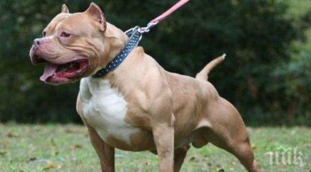 ужас невръстно дете бере душа болница побесняло куче разкъса