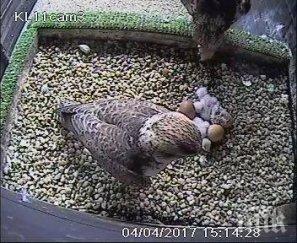 добра новина излюпиха първите ловни соколчета 2017 година