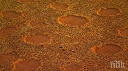 разгадаха образуването загадъчните голи кръгове намибия