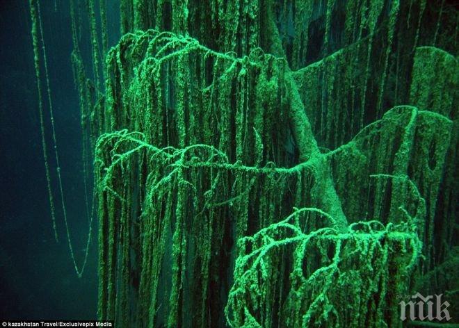 18 милиона декара гори са създадени за последните 100 години в България